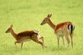 Pair of royal deers, a female and her kid Royalty Free Stock Photo