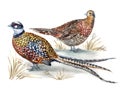 A pair of Royal Pheasants