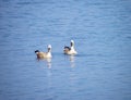 Pair of Ruddy Shelduck (Tadorna ferruginea) known in india as Brahminy duck Royalty Free Stock Photo