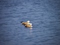 Ruddy Shelduck Couple Swimming in a Blue Lake Water, India Royalty Free Stock Photo