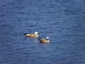 Pair of Ruddy Shelduck (Tadorna ferruginea) swimming in a lake in India. Royalty Free Stock Photo