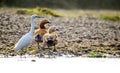 Ruddy shelducks and a great egret
