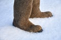 Pair of Russian felt winter shoes valenki on the white snow