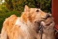 A pair of Russian Wolfhound Hunting Borzoi dogs red, black and white standing on lead and looking in autumn with green and brown Royalty Free Stock Photo