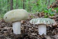 A pair of Russula virescens mushroom close up Royalty Free Stock Photo