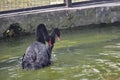 The black swan in the park is mating