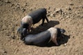 Pair of Saddleback Pigs, Dirt Royalty Free Stock Photo