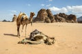 A pair of camels at Wadi Rum in Jordan.