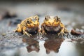 a pair of salamanders on wet soil Royalty Free Stock Photo