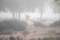 A pair of sand gazelles in Dubai desert on a foggy morning. Dubai, UAE.