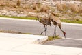Pair of Sand Hill cranes, searching and eating, spilled bird seed