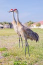 Pair of Sand Hill cranes, watching three people