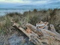 A pair of sandals left on a driftwood on an ocean beach dunes at dawn