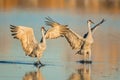 A pair of sandhill crane