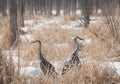 Two Sandhill Cranes in Snowy Woodland Marsh Back to Back Royalty Free Stock Photo