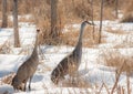 Two Sandhill Cranes in Snowy Woodland Marsh Royalty Free Stock Photo