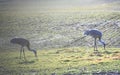 Pair of Sandhill Cranes Eating in Farm Field with Light