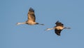 A pair of sandhill cranes in flight at dusk / sunset during fall migrations at the Crex Meadows Wildlife Area in Northern Wisconsi