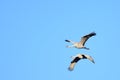 A Pair of Sandhill Cranes in Flight Royalty Free Stock Photo