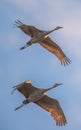 Pair of sandhill cranes in flight at sunset before landing to roost for the night during fall migrations at the Crex Meadows Wildl