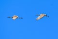 Pair of Sandhill Cranes Flying with Blue Sky