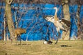Pair of sandhill cranes doing a mating dance and eating Royalty Free Stock Photo