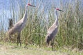 Pair Sandhill Cranes