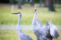 Pair of sandhill cranes during mating season close up Royalty Free Stock Photo