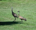 A Pair Of Sandhill Cranes