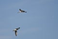 Pair of Sandpipers Flying in a Blue Sky Royalty Free Stock Photo