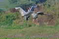 Pair of sarus crane bird in fun, natural, nature