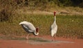 Pair of sarus cranes, natural, nature