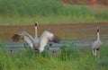 Pair of sarus crane bird natural nature wallpaper