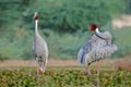 Pair of Sarus crane bird, natural, nature, wallpaper