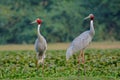 Pair of Sarus crane bird, natural, nature, wallpaper