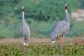 Pair of sarus crane bird natural nature wallpaper