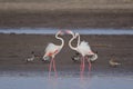 Pair of greater flamingo bird, natural, nature, wallpaper Royalty Free Stock Photo