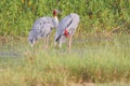 Pair of Sarus crane bird