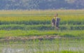 A pair of Sarus crane calling Royalty Free Stock Photo