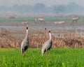 A pair of Sarus Crane in communication