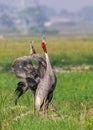 Pair of Sarus Crane dancing in field Royalty Free Stock Photo