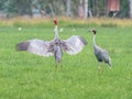 Pair Of Sarus Cranes