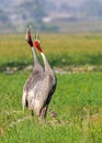 Pair of Sarus Crane Singing in field Royalty Free Stock Photo