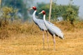 Pair of Sarus Crane Standing together