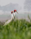 A Pair of Sarus Crane strolling Royalty Free Stock Photo