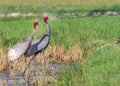 A pair of Sarus crane strolling in field Royalty Free Stock Photo