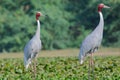 Pair of sarus cranes bird, natural, nature, wallpaper