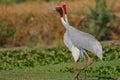Pair of sarus cranes bird, natural, nature, wallpaper
