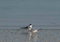 A pair of Saunders tern at Busaiteen coast during low tide, Bahrain