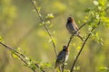 Pair of scaly breasted munia sitting on branch Royalty Free Stock Photo